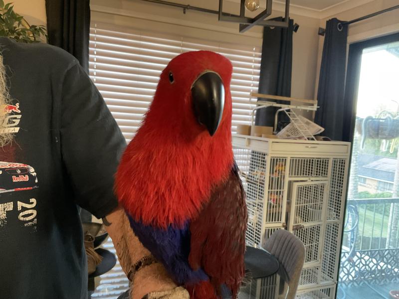 Eclectus Female
