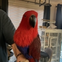 Eclectus Female