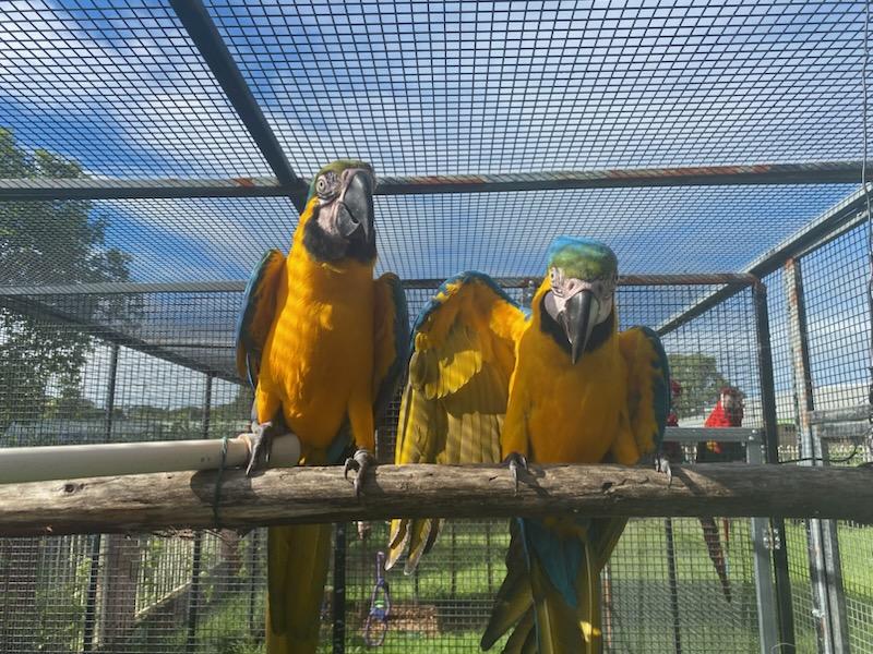 Blue and Gold Macaws Bonded pair