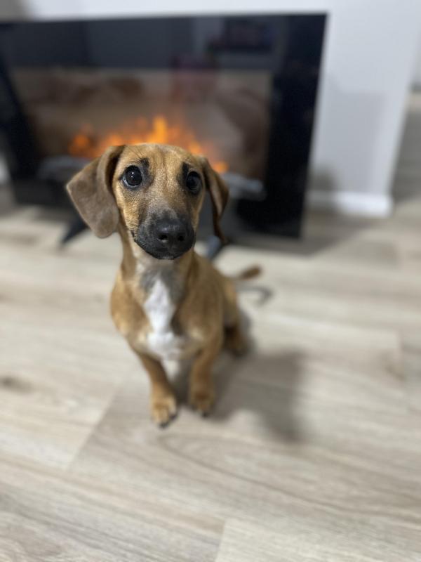 Mini dachshund x jack russell