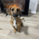 Mini dachshund x jack russell