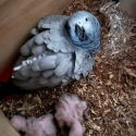 African greys breeding colleded stock all muct go