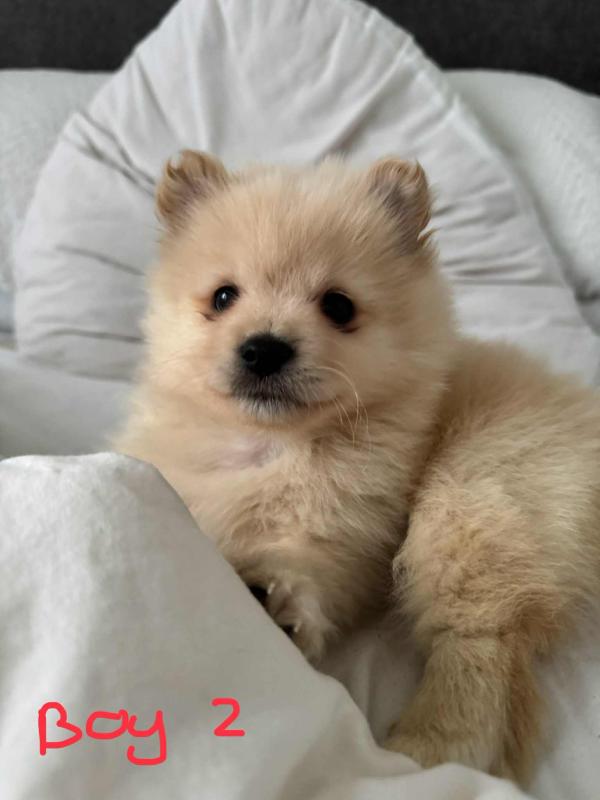 Pomeranian puppies