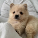 Pomeranian puppies