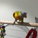 4 MONTHS OLD FEMALE CINNAMON RAINBOW LORIKEET VERY FRIENDLY