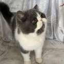 EXOTIC MALE KITTEN FOR SALE