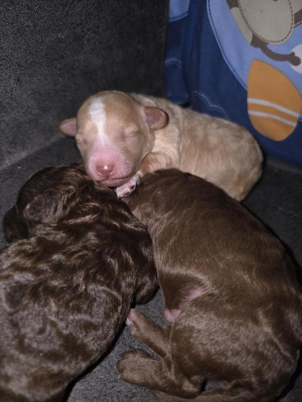 Purebred Toy Poodles