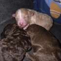 Purebred Toy Poodles