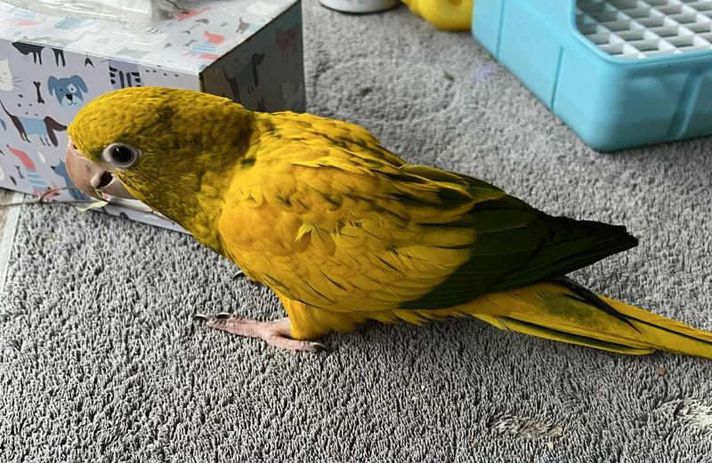 Female Hand Raised Golden Conure