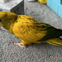 Female Hand Raised Golden Conure