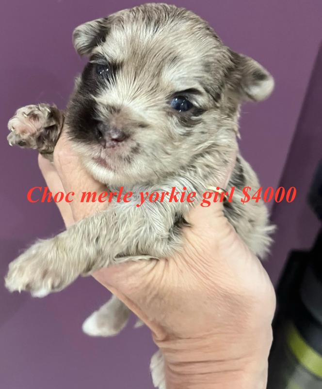 Rare choc Merle Yorkshire terrier puppies