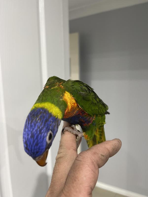 Rainbow lorikeet super tame