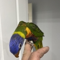 Rainbow lorikeet super tame