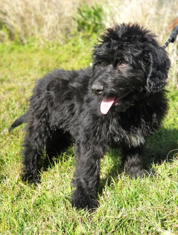 Adorable Bordoodle - Black Boy - Very Sweet Nature