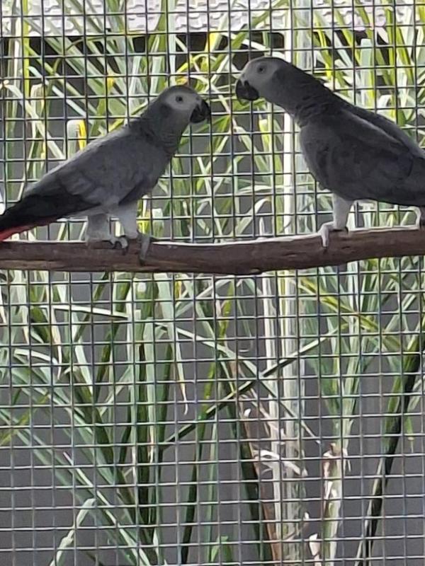 4yr + old pair AFRICAN GREYS