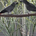 4yr + old pair AFRICAN GREYS