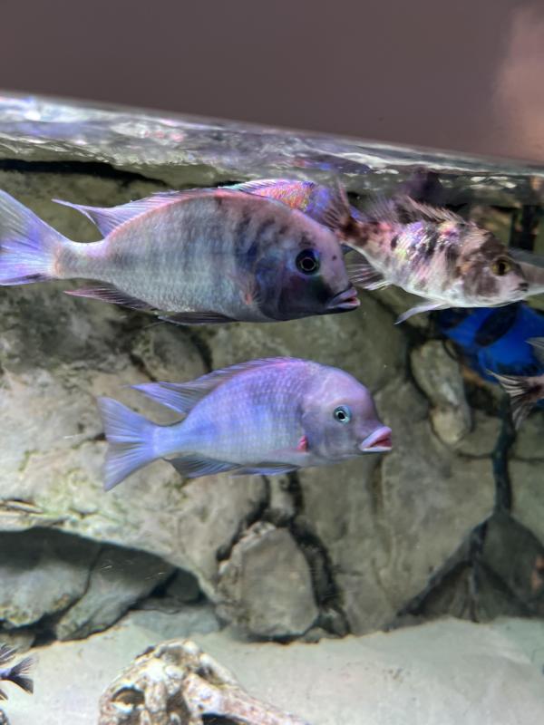 2 of 15cm+ Large Female Blue Dolphin Cichlids, $150 together!