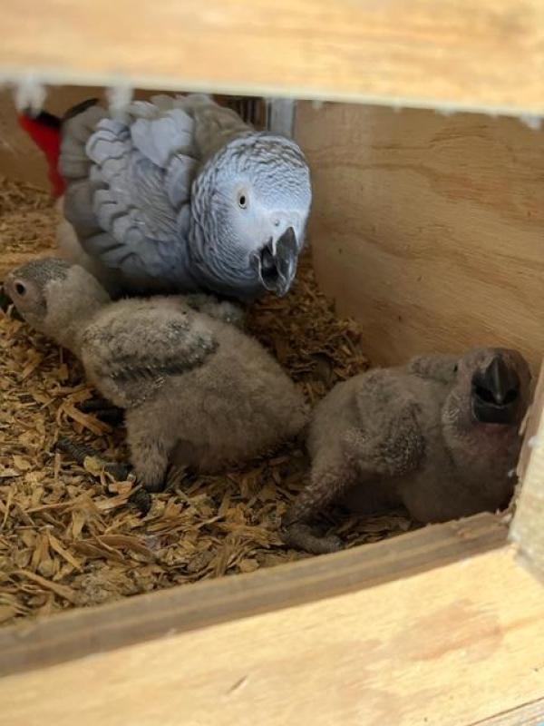 AFRICAN GREYS BREEDING AND BONDED PAIRS