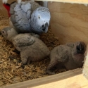 AFRICAN GREYS BREEDING AND BONDED PAIRS
