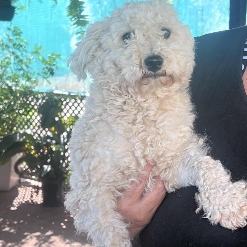 Bichon Friese x Poodle Brothers