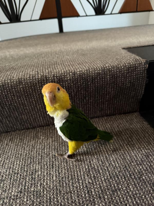 White Bellied Caique Parrot for Sale. Tame, Hand Raised  incl 2 cages & toys