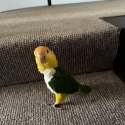 White Bellied Caique Parrot for Sale. Tame, Hand Raised  incl 2 cages & toys