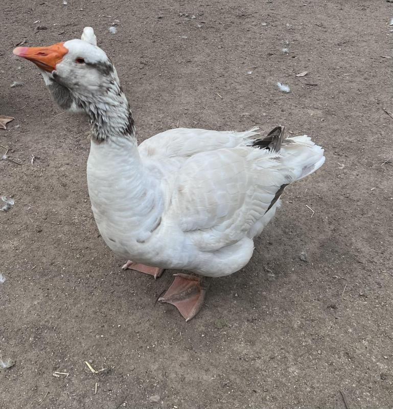 Toulouse gander