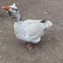 Toulouse gander