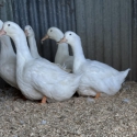 Fertile Aylesbury duck eggs