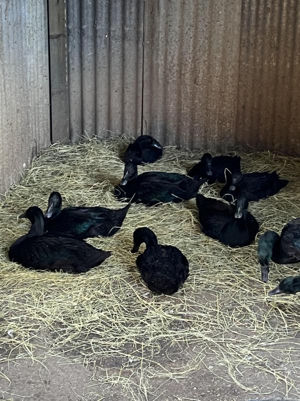 Cayuga fertile eggs