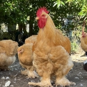 Buff Cochin fertile eggs