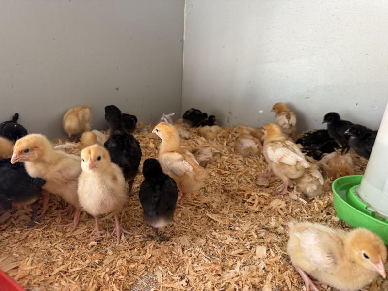 ISA Browns & Hybrid Australorps