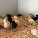 ISA Browns & Hybrid Australorps