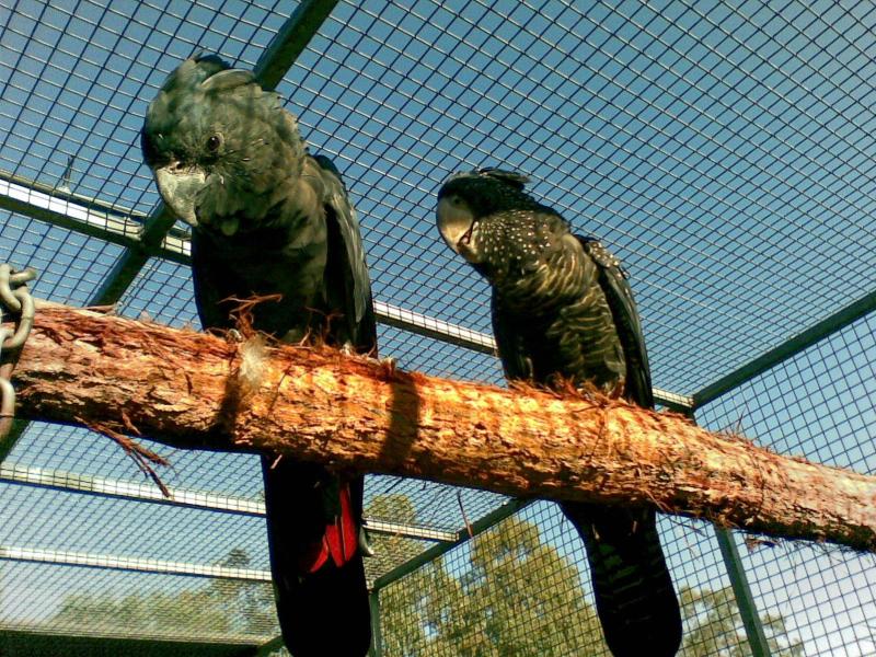 Red tail black cockies magnificus B P