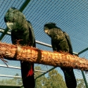 Red tail black cockies magnificus B P