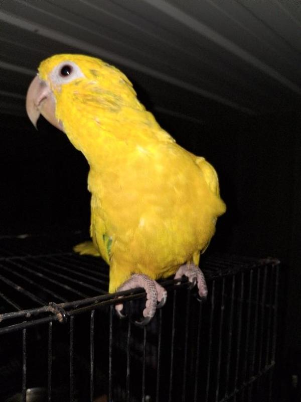 8mth old Cock Golden Conure