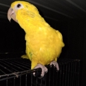 8mth old Cock Golden Conure