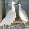 White Peachicks
