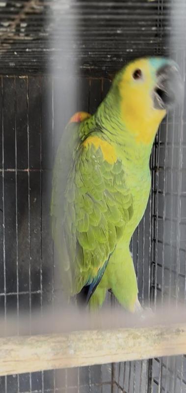 Blue Front Amazon female