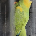 Blue Front Amazon female
