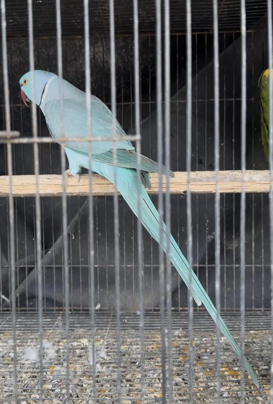 Indian ringneck male