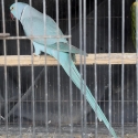 Indian ringneck male