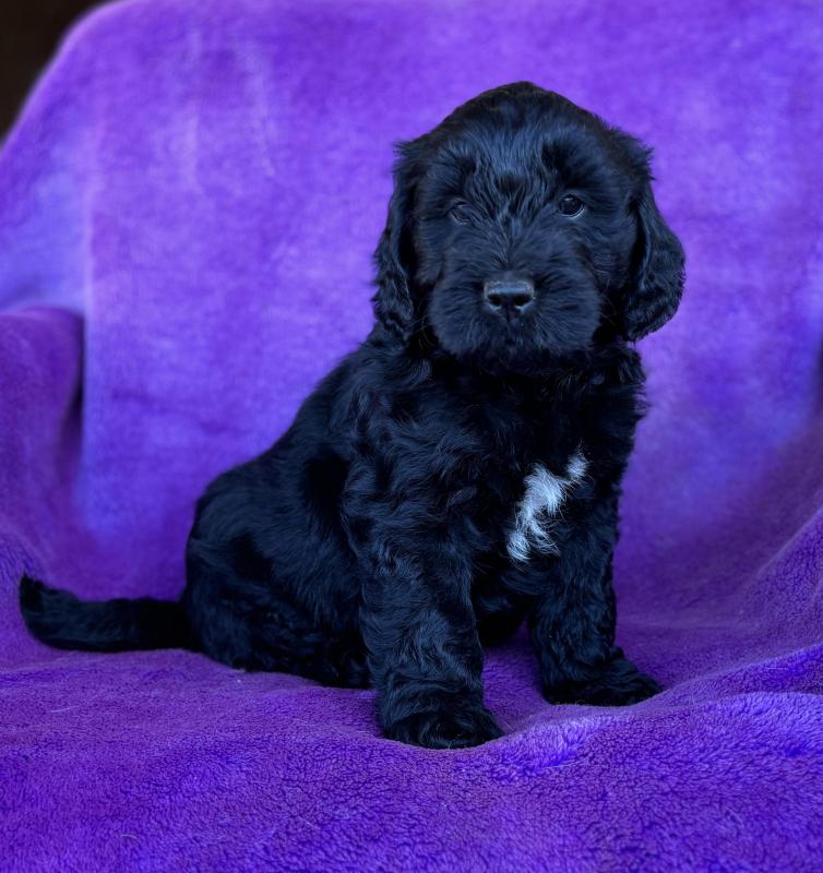 Gorgeous Groodle pups ready now