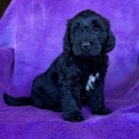 Gorgeous Groodle pups ready now