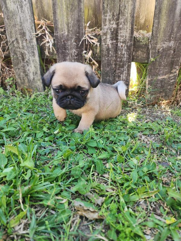 Pug Puppy Ollie