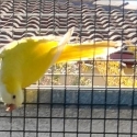 QUAKER PARROTS