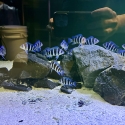 Frontosa (Cyphotilapia frontosa) F1 Blue Zaire Mikula x14