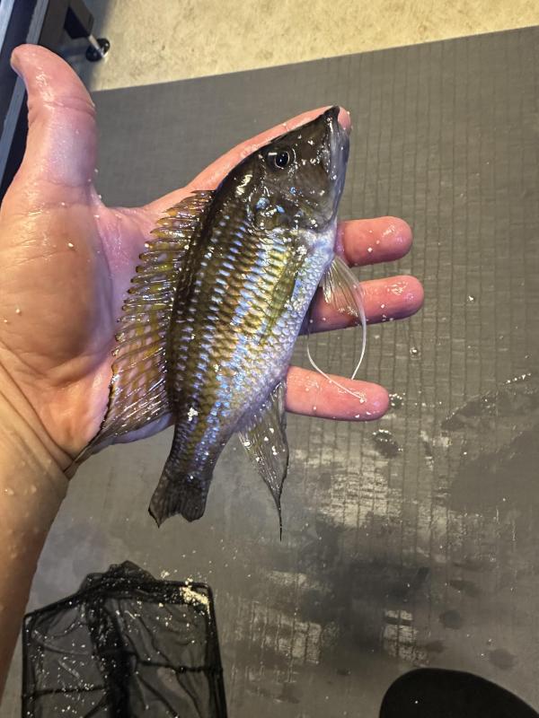 6x Gnathochromis permaxillaris (Tanganyika Big Lip Cichlid)
