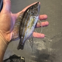 6x Gnathochromis permaxillaris (Tanganyika Big Lip Cichlid)