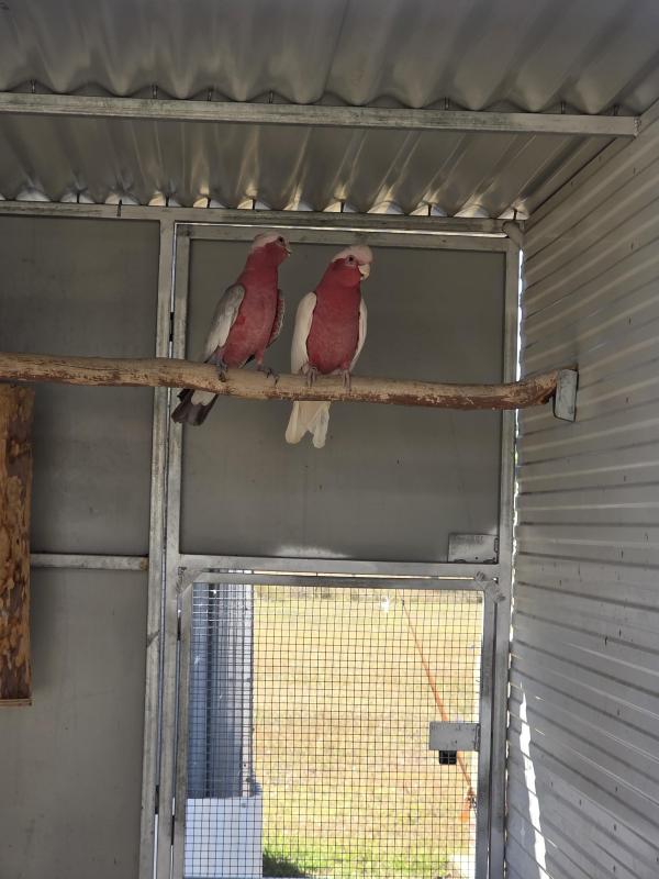 Lutino Galahs